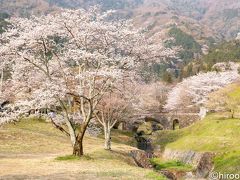 2019年　東海の桜めぐり　【４】霞間ヶ渓の桜