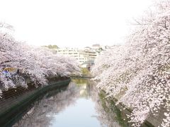 大岡川の桜満開です