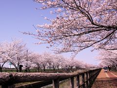 ☆桜ネックレス　2019　もうすぐ満開編　須ヶ谷川　桜堤　＜愛知県＞