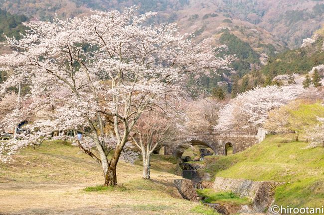 2019年　東海の桜めぐり　【４】霞間ヶ渓の桜