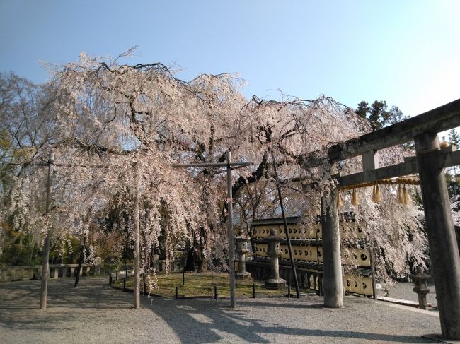 今回は京都の山科と醍醐エリアの桜が有名なスポットを週末に自転車で観光する日帰り旅。<br /><br />8:30頃京都に到着し、坂上田村麻呂の墓、折上稲荷神社、大石神社、岩屋寺、山科神社、勧修寺、醍醐寺（三宝院、霊宝館、伽藍）、随心院、毘沙門堂、山科疏水を巡って15:00頃帰路に着く行程。<br /><br />桜がとてもきれいで大満足。<br />しかも週末なのに順調に観光でき、ほとんど渋滞にハマることなくスムーズに行動でき、充実した旅でした。