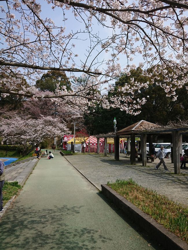 甘木公園の桜