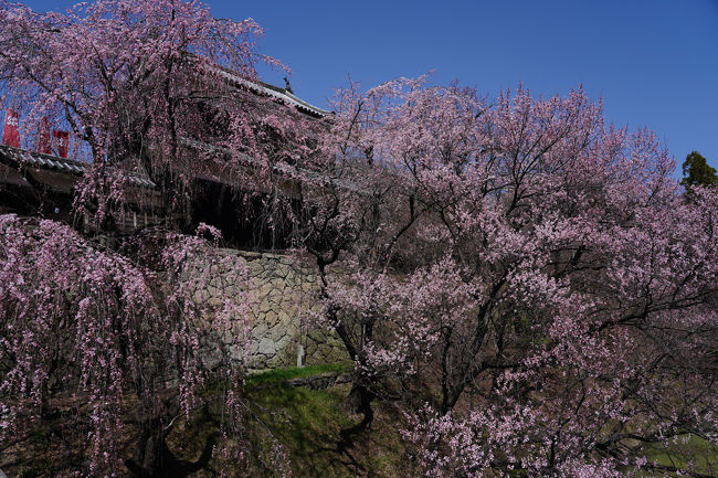 平成最後の月の始め、桜を観に東信地方へ。<br />関東では桜の開花が早かったので、上田城跡の桜も４月初めがちょうど良いかと思い、その頃に宿を予約していた。<br />ところが、信州の開花は早まらず、出発直前まで開花宣言は無かった。<br />残念ながら満開の桜は観られそうにも無いが、天気は良さそうなので、予定通り出発することにした。<br />そして４月５日、大宮駅10:58発の『はくたか５５９号』で旅立った。