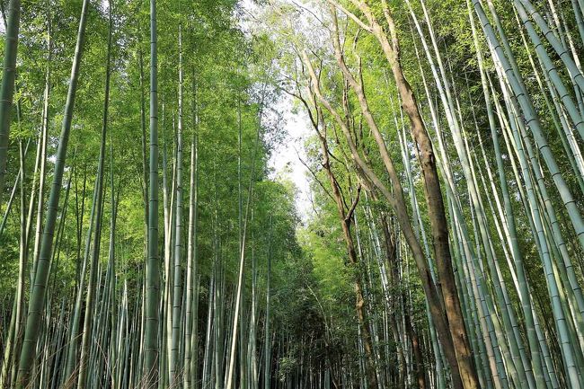日帰りとしていますが、実は前泊して早朝から行動しています。<br /><br />というのも、日中はこの界隈すごく混んでいまして、1週間前に昼過ぎに行ったところ渡月橋、竹林は外国人旅行者でいっぱいで落ち着いて見て歩くことが出来ませんでした。<br /><br />そこで朝なら空いているだろうと思い、7時半に到着する計画を立てたのですが、ちょっと寝過ごし8時過ぎ着。それでも昼間よりはだいぶ人が少なくて、のんびり歩くには良かったです。<br /><br />ただ、お店は開いていませんので(9時からオープン)、買い物や食事は保津川下りから帰ってからとしました。<br /><br />桜も見頃で、お天気も良く、楽しい京都の旅でした。それにしても外国人観光客の多さには驚きました。