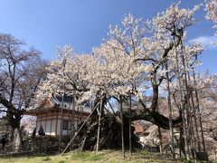 日本３大桜の山高神代桜と甲府へ１日目