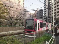 面影橋（東京さくらトラム線）でお花見