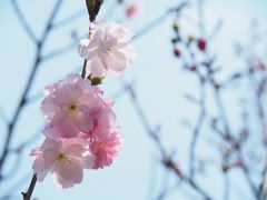 山桜を愛でる武田尾廃線walk