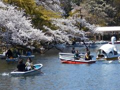 満開の桜　　ＩＮ　　井之頭公園　　パート　２