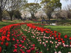 春のお散歩 昭和記念公園 チューリップ H31.4.6