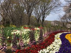 春のお散歩 小金井公園と玉川上水緑道 H31.4.7