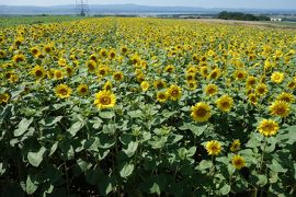 夏のオホーツク3日間＜3日目＞能取岬、フラワーガーデンはなてんと、オホーツク流氷館、メルヘンの丘など