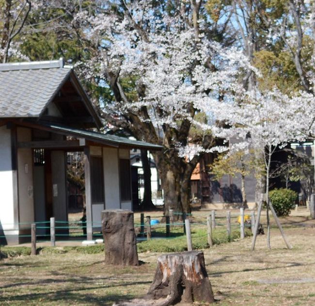 ＭＹＣＡＬＳＳが健康のために毎日ウォーキングをしている<br /><br />若草公園の桜が満開にご覧ください。