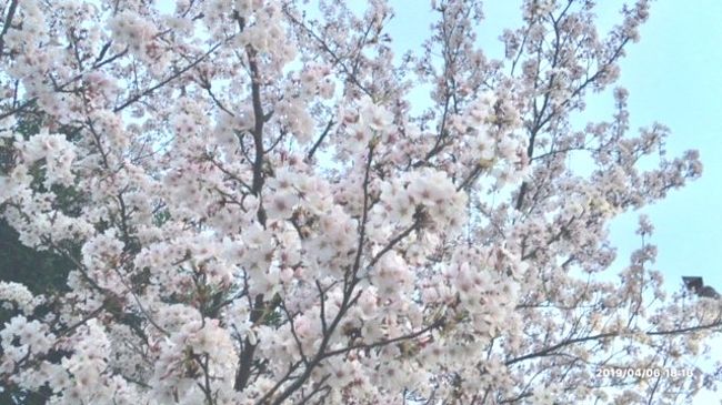 出張先の桜がようやく咲き始めた福島（郡山）から桜満開の関東への移動