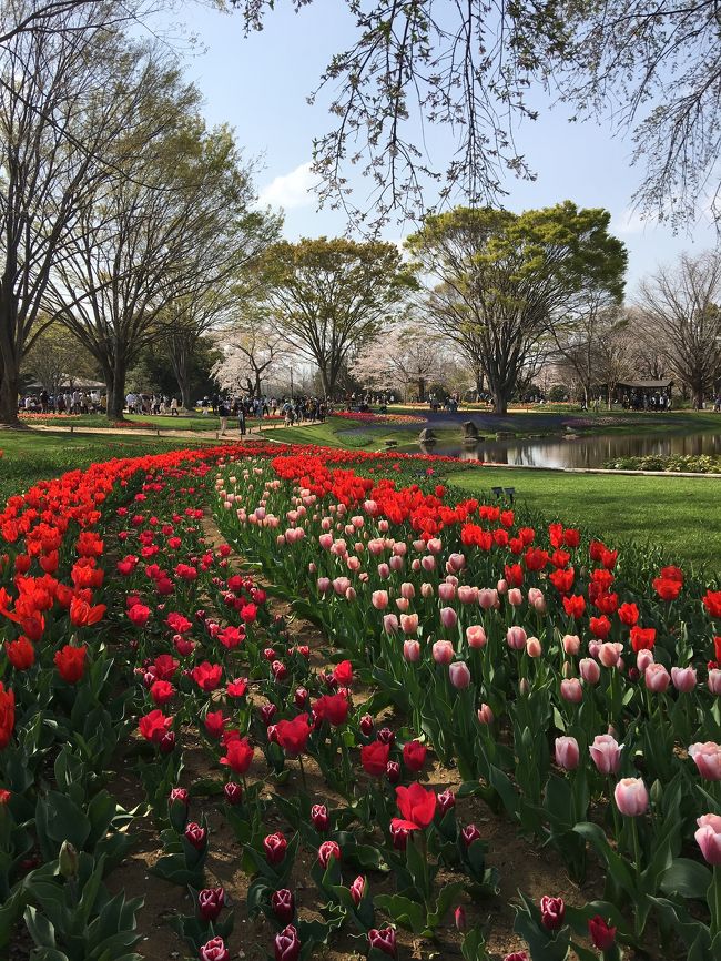 チューリップは少し早いかなと思いつつ、いい天気だったので昭和記念公園のフラワーフェスティバルに行ってきました。<br />クリスマスローズや桜も満開でとても充実したお散歩になりました。<br />途中、伊勢丹立川店で東北物産展に寄って帰ってきました。