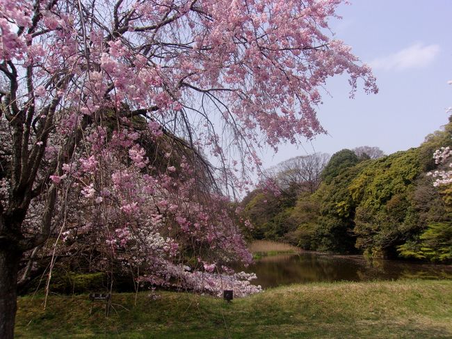 タイトル通り新元号も決まり桜のともに平成の有終の美を参観してきました。