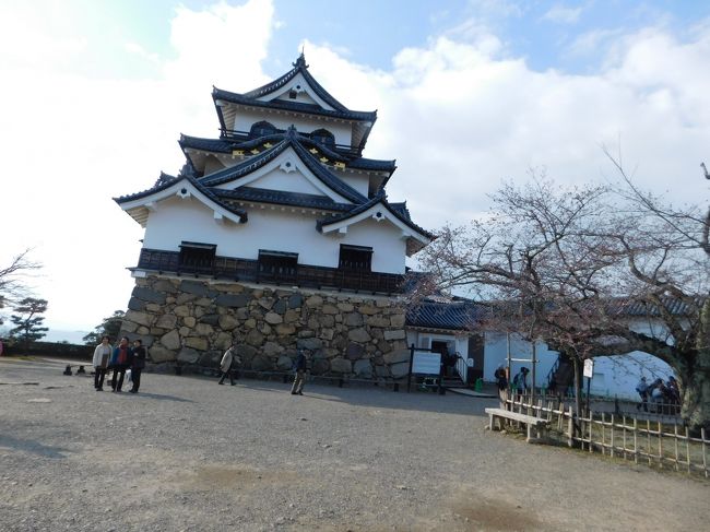 桜の蕾ばかりの海津大崎から昼食場所である関ヶ原町のレストラン花伊吹へ向かった花伊吹では近江牛すき焼き御膳で味はまあまあであった。次に桜に期待しながら彦根城へ。彦根城ではお城の天守閣を見て登るために急坂を登って城の中まで入ったが階段で登る多くの人の列であったので時間の関係で登るのをあきらめて城の周りを散策した。