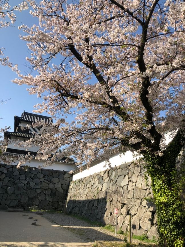 桜満開の福岡を孫と見て回りました。