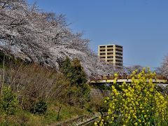 芳葩爛漫 名古屋逍遥＜後編＞山崎川