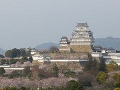 姫路城と桜、とてもイイです。