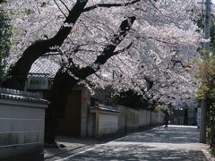 川越。喜多院も氷川神社も裏の桜もひたすら混んでいた。