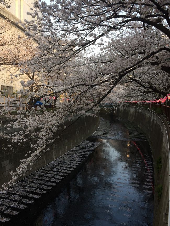 3時過ぎぐらいに中目黒へ<br /><br />駅を出るところから大混雑<br />すぐに川沿いに行くのは諦め少し池尻大橋方面に歩いてから目黒川へ<br /><br />屋台でちょいとおつまみを買いビール片手に池尻大橋までぶらり<br /><br />中目黒まで戻ったあと祐天寺の鉄道が有名なお店でカレーを食べて帰宅