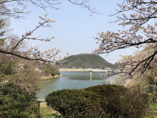 お花見日和の日曜日、苦楽園から六甲山系へハイキング。芦屋のごろごろ岳から奥池、観音山から鷲林寺へ降り、北山貯水池の桜を眺めつつ北山植物園内の山道を歩いて、夙川沿いを苦楽園口まで。