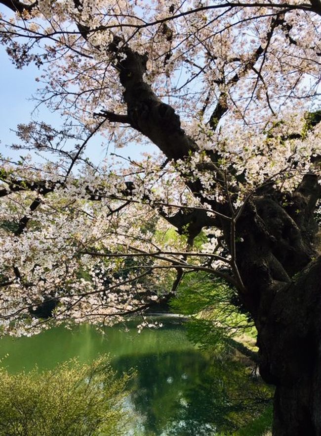 横浜市鶴見区の「三ツ池公園」、散りゆく満開の桜を楽しみました