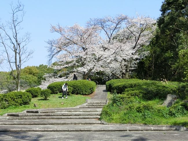 大阪万博記念公園の桜の開花は、昨年より約一週間遅れました。週間天気予報を参考にして、快晴・降雨確率”０％”の日を選び、桜見物に出かけました。<br /><br />「東大路」周辺の「染井吉野桜」は昨年とほぼ同じくらい咲いていましたが、「みずすましの池」周辺の「枝垂れ桜」は、昨年９月の台風２１号の直撃を受け、大きなダメージが残っていました。<br />昨年は花が多く咲いていたので、優雅で、ダイナミックな「枝垂れ桜」でしたが、今年は花が少なかったため、木の幹や枝が黒い血管のように目立っていました。<br /><br />そのような状況でしたが、それなりに、花見物を楽しむことが出来ました。<br /><br />よろしければ、一見していただけたら、有難く思います。