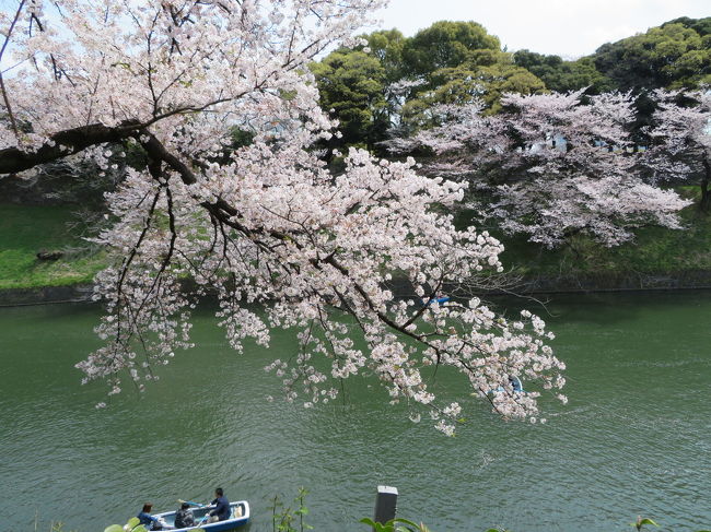 今年は桜の開花宣言から満開まであっという間でしたが、途中花冷えの日が続き結構長く鑑賞できたと思います。<br />なかなか行かれなかった花見にようやく行くことができました。<br />満開の桜の中、靖国神社、北の丸公園、千鳥ヶ淵、皇居と回ってきました。<br />桜吹雪の中、特に千鳥ヶ淵の桜は圧巻でした。<br />