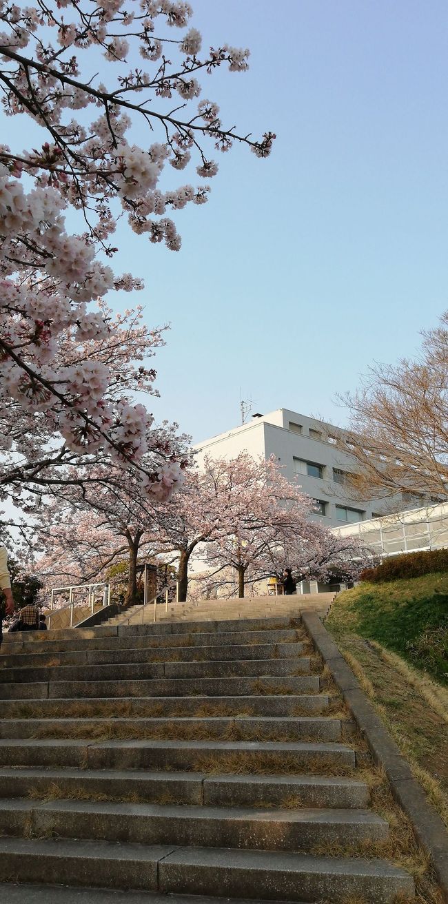 北相馬郡利根町役場辺りで桜満開です。<br /><br />かわちの辺りは満開までもうちょつとかな。