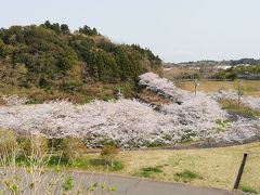 しもふさ運動公園の桜