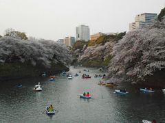 ２０１９年　４月上旬　桜観賞⑥