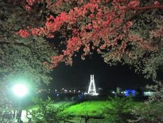 ’１９　埼玉 権現堂の満開の桜と菜の花　～夜編～