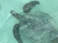 ハワイ旅行記マウイ島③