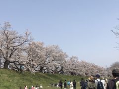 京都「背割堤」の桜と石清水八幡宮