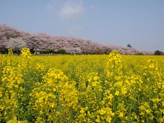 幸手権現堂桜堤のリベンジの菜の花と桜の共演