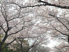 東京散歩　金町駅から水元公園桜並木を歩く