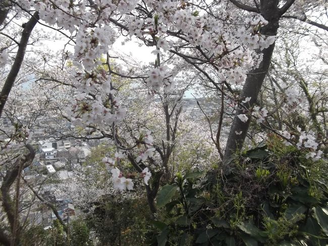 ２月後半から暖かな日が多かったですが、静岡の桜はやや遅め、この週末が満開でお天気にも恵まれ、絶好の花見日和でした。<br /><br />いつもの中高年山岳会、富士川駅から野田山に登り、新蒲原駅近くの御殿山で花見しようというプランです。<br />初夏のような陽気のなか富士川駅からぶらぶら歩いていくと、富士川の流れの向こうに愛鷹山が霞んでいます。その北側(左側)には残雪の富士山雄大ですが、こちらも暖かすぎて……　２時間ほど歩いて野田山頂上周辺で桜が満開。<br />東屋とベンチがあったので、店を広げて酒盛り。大学院先輩のＦさんは毎月お会いしていますが、もう一人はしばらくぶりで話が弾みました。かなり盛り上がって(飲みすぎて、笑)御殿山へ歩くのが大変。１時間くらいと思ってましたが、２時間近くかかってようやく。途中の民家の枝垂れ花桃も満開です。<br />蒲原(静岡市清水区)の御殿山は、この付近の桜の名所です。多くの地元民で賑わってました。<br /><br />最後に前日の駿府城公園(静岡市葵区)の桜もチラッと。