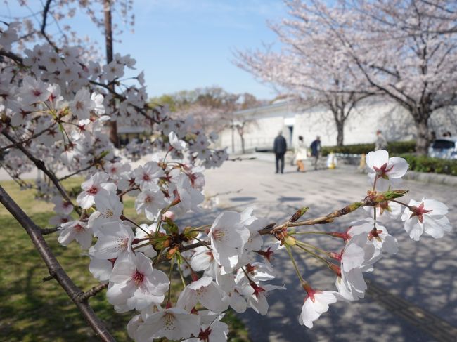 名古屋能楽堂前の枝垂桜は私の好きな桜です。色が濃くて，とってもきれい。今日は期待していなかったのでが，やはり，枝垂れ桜は終わっていました。代わりに，ソメイヨシノは満開に咲いていました。