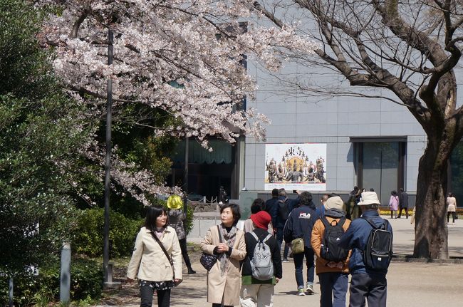 　2016年から東京国立博物館平成館2階ロビーより見る桜に魅了され、毎年通っています。<br />今年は東寺展開催と重なり喜び勇んで出掛けて行きます。<br />　それでは博物館でのお花見、ご一緒にどうぞ。