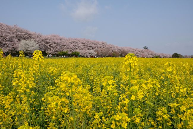 今年の桜は見頃が長く続いてますが、昨年に幸手市の権現堂へ行って桜と菜の花と見てきました。<br />しかし、昨年稀に見る桜の開花が早くて菜の花が満開時に少しずれてしまい何時かリベンジしたいと思ってました。<br />一年越しにリベンジ成功で満開の桜と菜の花を見てきました。<br />今年は日曜日に行きましたが朝7時に到着するも人手が凄く多くてびっくりです。<br />しかし、午後になると逆光になって写真を綺麗に撮りたい時には、人も少なく順光の早朝がお勧めですね。