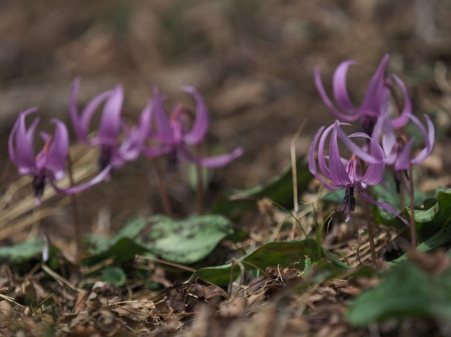春の妖精（スプリングエフェメラル）と呼ばれるカタクリの花。筑波山山頂付近には自然のカタクリの花がおよそ３万株自生しています。山頂にある約２ヘクタールの「カタクリの里」は「カタクリの花まつり」の期間中のみ解放されるということで、見に行ってみました。<br />筑波山はロープウェイや、ケーブルカーで簡単に登ることができ、温泉もあり、グルメもアリ…と一日たっぷり楽しむことができます