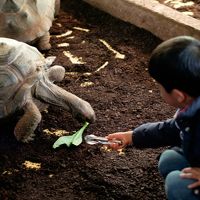 卒園旅行 in東伊豆♪いきもの好き兄弟とiZoo＆シャボテン公園（前編）