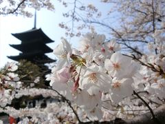 京都（’19 花見)