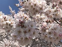 2019 お花見三昧 熊谷～上野～隅田川・川越