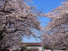 上野で花見＆黒田記念館特別室鑑賞