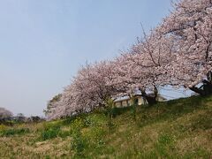 【ちょっとお出掛け】二川宿で花見なんぞ。2019