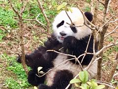 シャンシャン四川省新居の下見ツアー（2）臥龍パンダ繁殖センター