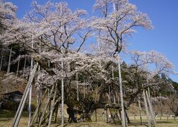 2019.4 満開の桜を訪ねて～根尾谷淡墨桜と谷汲山華厳寺