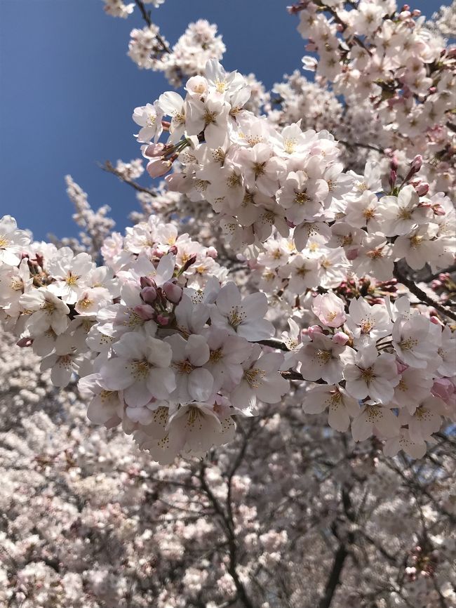 今年のお花見は目黒川から始まり石神井川<br />そしてお天気に恵まれた4月6日の土曜日に熊谷桜堤から上野公園、そして隅田川へ<br />7日の日曜日には川越の新河岸川まで行ってみました<br /><br />桜の開花宣言があってから寒の戻りがあり今年は割と長い期間で桜の花を楽しむことが出来たようです